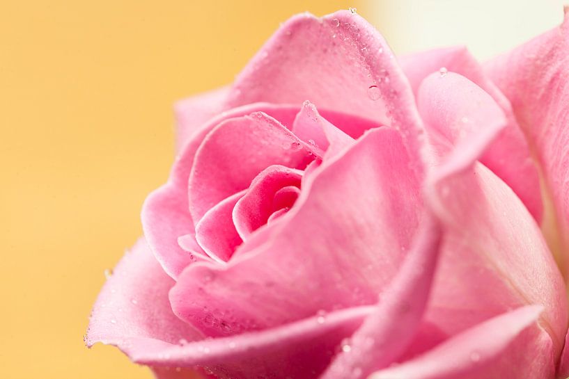 Rose von André Dorst