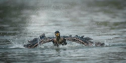 Aalscholver in volle waterkracht