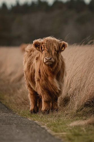 Schattig Schotse hooglander kalf