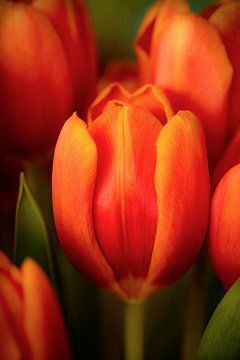 Tulipes orange sur Corinna van der Ven