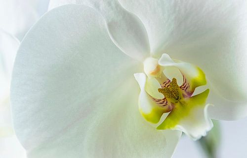 Detail van een witte orchidee, close up