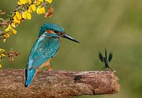 Ijsvogel met juffer