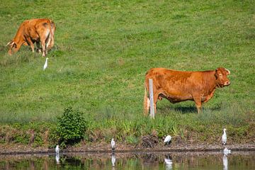 Koeien in de weide samen met koereigers van Monique Zielman