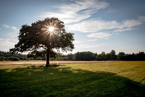 Landscape with tree