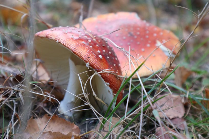 Paddestoelen in Anloo van Loorsin