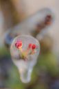 Beregenen bloesem in de Betuwe van Moetwil en van Dijk - Fotografie thumbnail