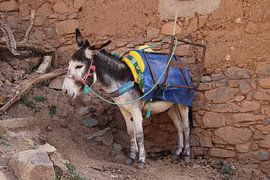 Colorful donkey