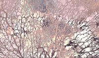 Skandinavischer Sommer Wald Abstrakt