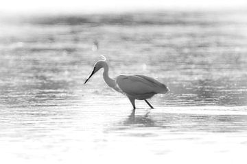 Kleine Zilverreiger in Zwartwit van Thomas Thiemann