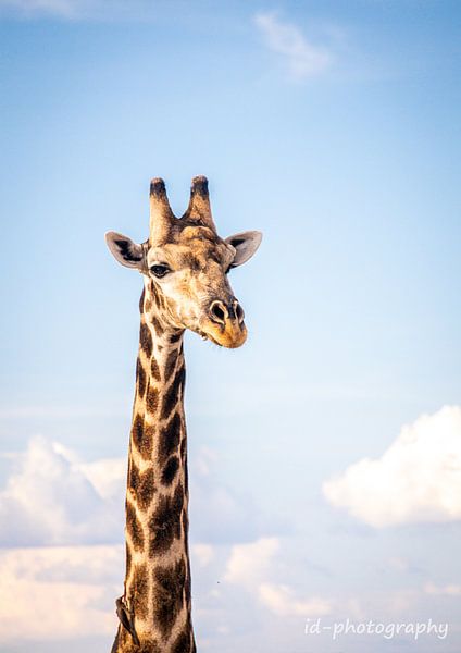 giraffe namibie chobe color by Idphotography