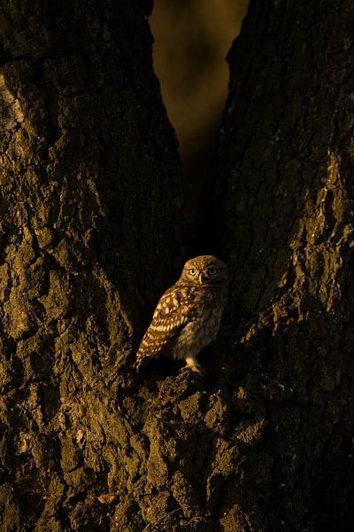 Juvenile Tawny owl in last evening light by Jeroen Stel
