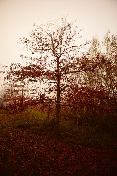 Herbstbaum im Morgennebel von Stille Vertelling
