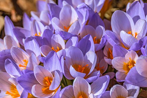 KROKUSSEN IN HET PARK