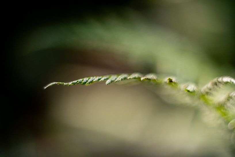 Tout est dans les détails de la nature - Fougère sur fond sombre par Alexander Tromp