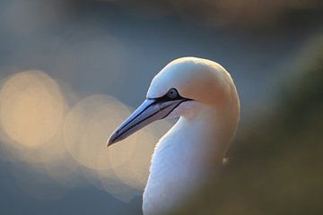 Jan-van-genten Helgoland Eiland Duitsland van Frank Fichtmüller