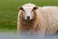 Nieuwsgierig schaap