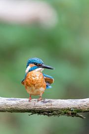Martin-pêcheur d'Europe (Alcedo atthis)