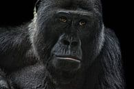 Gorilla van Joachim G. Pinkawa thumbnail