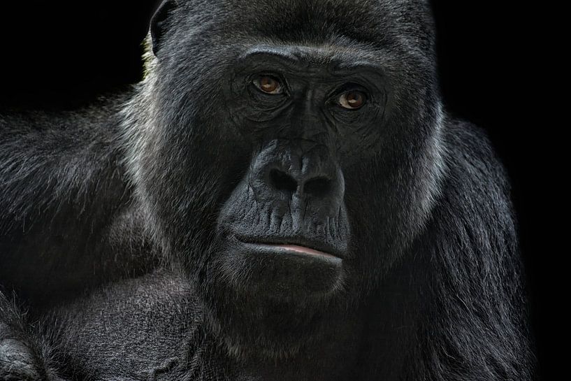 Gorilla van Joachim G. Pinkawa