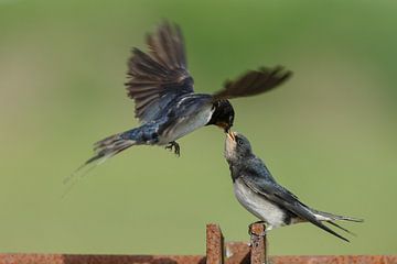Barn swallow feeds the young swallow by Menno Schaefer