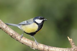 Grande Mésange (Parus major)