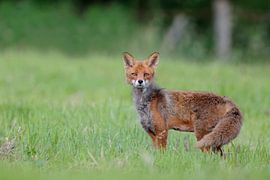 Attentive Red Fox ( Vulpes vulpes ), while change of coat, on a meadow, watching surprised directly 