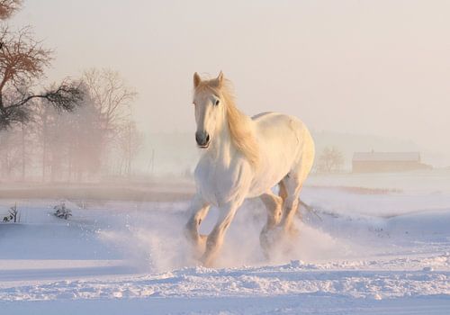 Wit paard van Judith Robben