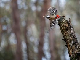 Grote bonte specht in vlucht van Peter Bartelings