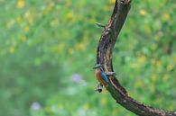 Ijsvogel van Karin van Rooijen Fotografie thumbnail