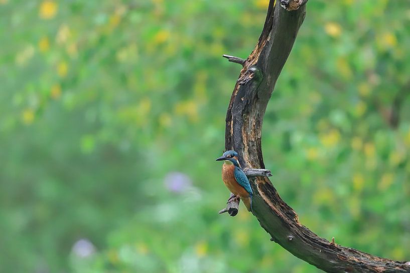 Ijsvogel van Karin van Rooijen Fotografie