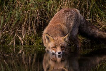 fox drinking sur Roger Janssen
