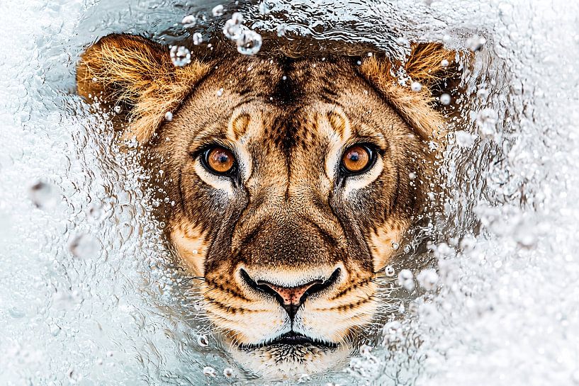 Leeuw in stromend water van Art & Soul Creations