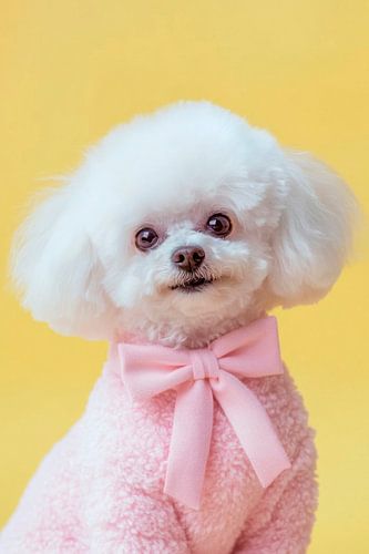 Bichon