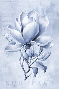 Magnolia Spring Romance Pastel Blue