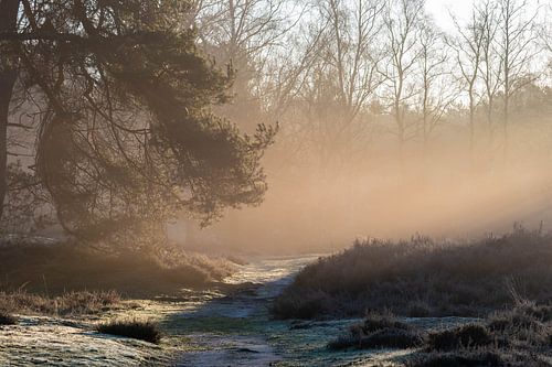 mystical path on the Kampina