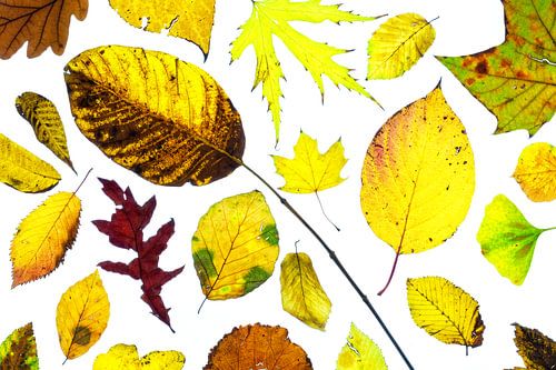 Kleurrijke herfstbladeren op een witte achtergrond