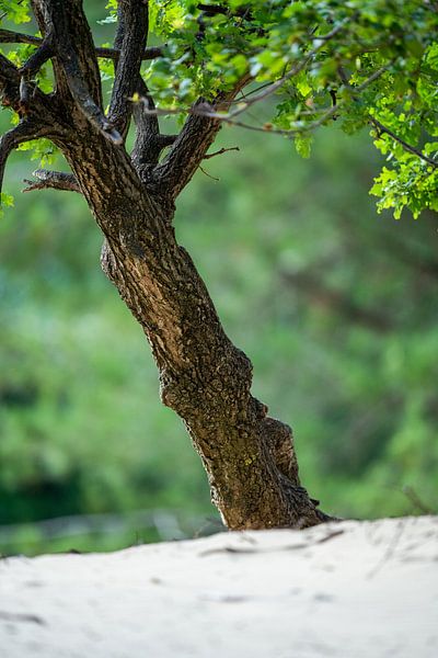 L'arbre dans le sable par koennemans