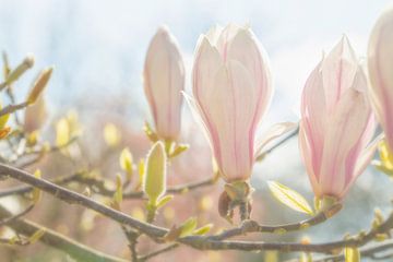 Magnolia by Caroline van der Vecht