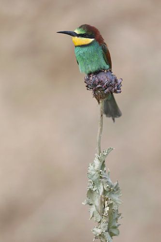Europäischer Bienenfresser (Merops apiaster)