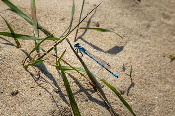 Waterjuffer op een grasspriet van Marcel Alsemgeest