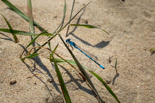 Selbstfliege auf einem Grashalm