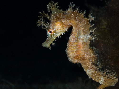 Hippocampe, Lanzarote