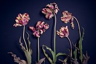 Garden of worn out rembrandt tulips by Karel Ham thumbnail