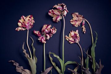 Garden of worn out rembrandt tulips by Karel Ham