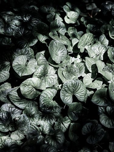 Leafy Shadows