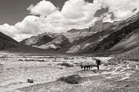 Mensch und Pferd mit Weide im Himalaya-Gebirge von Affect Fotografie Miniaturansicht