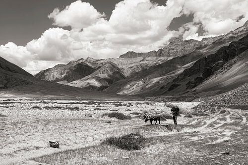 Mensch und Pferd mit Weide im Himalaya-Gebirge
