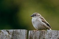 Moineau Domestique sur Clôture en Bois dans une Nature Paisible