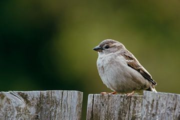 Huismus op Houten Hek in Rustige Natuur van Dave Adriaanse