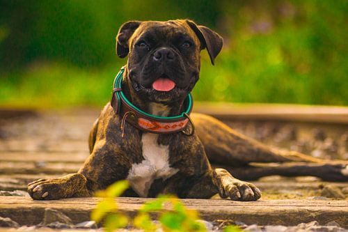 Das Hundeleben kann schon hart sein